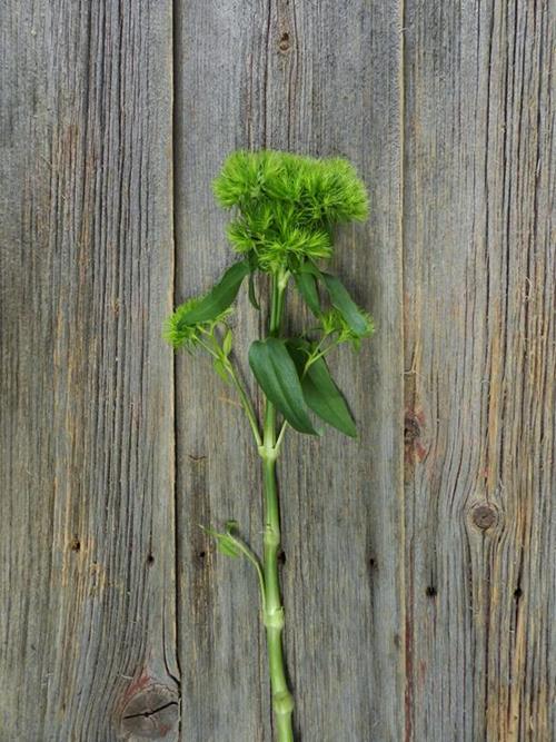 GREEN TRICK   DIANTHUS